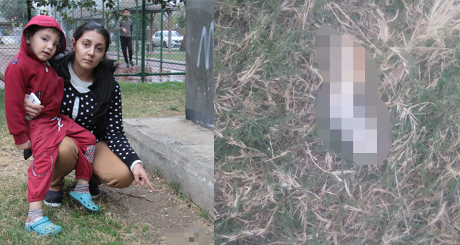 Çocuk parkında dehşete düşüren hayvana işkence kalıntıları