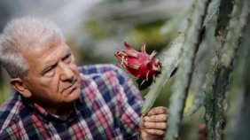 Türkiye'nin birincil tropikal meyvesine tescil