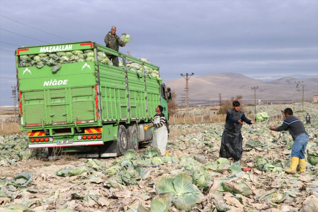 Ekim Alanında ve Verimde Yükselme! Lahana Çiftçinin Yüzünü Güldürdü