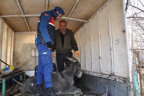 Işkence yapıldığı iddia edilen eşek koruma altına alındı