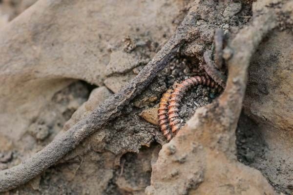 Van’da bulunan iskeletinin sırrı ABD’de çözüldü