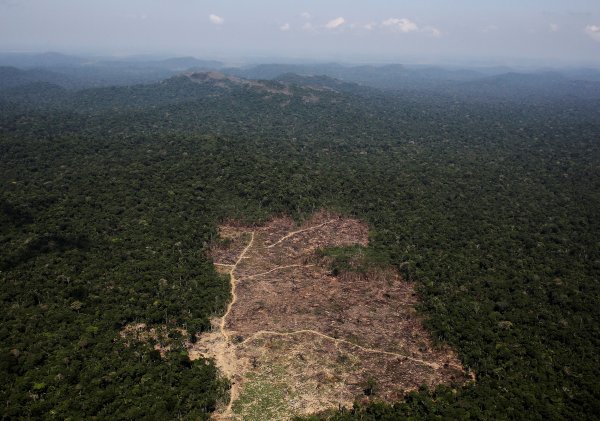 Amazon ormanlarında son 10 yılın en büyük kaybı yaşandı