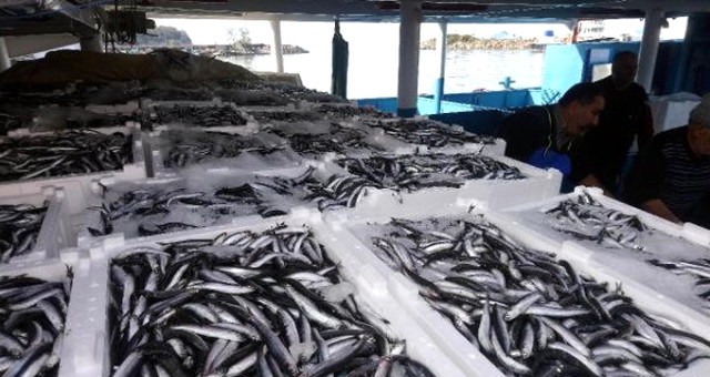 Ançuez Bollaştı, Balık Fiyatları Düştü