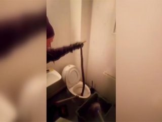 Evin tuvaletinden boa yılanı çıktı