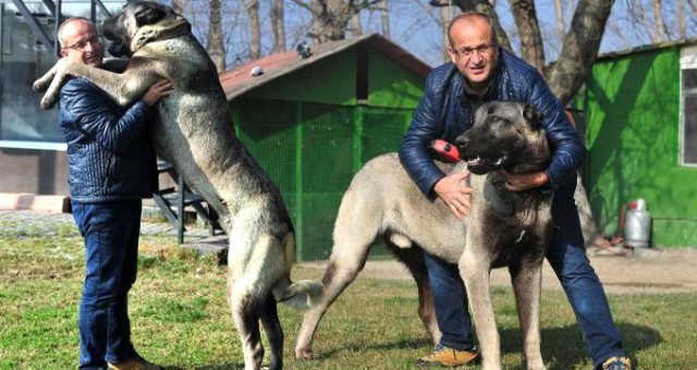 Günde 7 Kilo Et Yiyen Kangal Köpeğine 125 Bin Lira Layık Biçildi