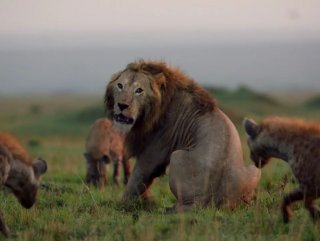 Sırtlanların saldırdığı erkek aslanın kuvvet anları