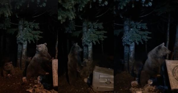Uludağ ’da aç kalan ayılar yiyecek aramaya çıktı