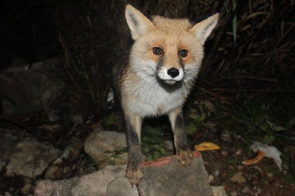 Aç kalan tilki yemek yemek için her akşam turistik tesise gidiyor