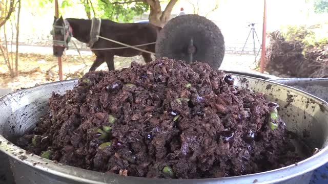 Beygir Gücüyle Elde Edilen Zeytinyağının Kilosu 50 TL’den Yurt Dışına Gönderiliyor