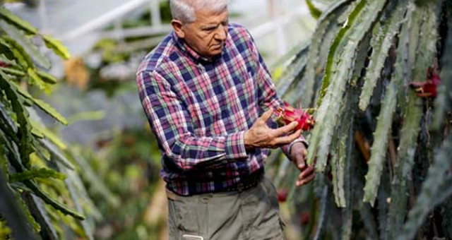 Deneme Amaçlı Ekildi, Geçim Kaynağı Oldu! Türkiye'nin Birincil Tropikal Meyvesi Tescillendi