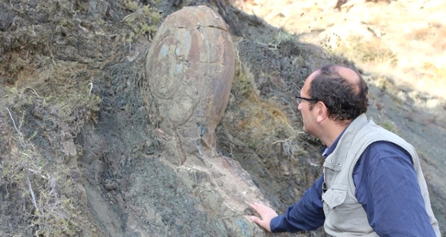 Erzurum’da Yer Alan 70 Milyon Yıllık Kaya Salyangoz Yerinde Korumaya Alınacak