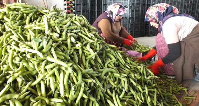 Mersin’de Üretilen Bakla Irak’a İhraç Ediliyor