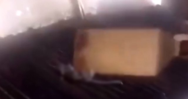 Meşhur Fast Food Zincirinde Mide Bulandıran Durum! Izgarada Fare Pişirdiler