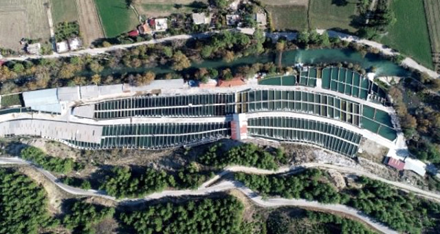 Muğla'da Yetiştirilen Alabalığa Yabancı İlgisi! 82 Ülkeye İhraç Ediliyor