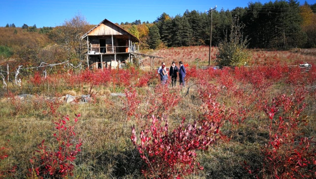Mühendisliği Bırakıp Hayallerinin Peşinden Koşan Çiftçi, Ektiği Yaban Mersininin Kilosunu 50 TL’ye Satıyor