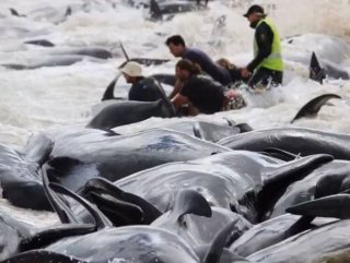 Yeni Zelanda ’da 145 pilot balina karaya oturdu