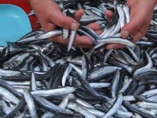 Zonguldak ’ta hamsi bereketi