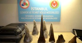 Atatürk Havalimanı'nda Vietnam Uyruklu Bir Yolcunun Bagajında, 12 Milyon Lira Bedel Gergedan Boynuzu Ele Geçirildi