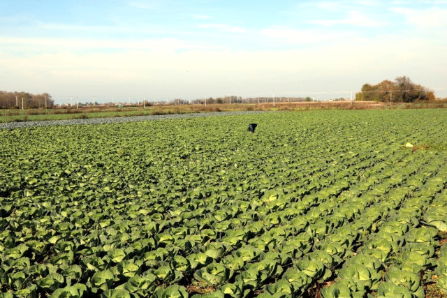 Geçen Sene Yüzüne Bakılmayan Lahanalar Bu Yıl Yok Satıyor