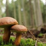 Bilmediğiniz mantarı yemek yemek Rus ruletinden bile tehlikeli!