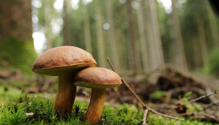 Bilmediğiniz mantarı yemek yemek Rus ruletinden bile tehlikeli!