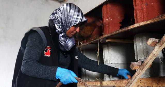 Engelli Yurttaş, Devlet Desteği ile Kurduğu Tavuk Çiftliğinde Siparişlere Yetişemiyor