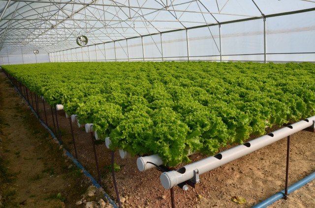 Kurduğu Topraksız Tarım Sistemiyle Yıllık 100 Bin TL Kazanmayı Hedefliyor