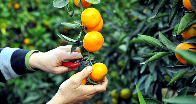 Rusya’dan Türk Narenciyesiyle İlgili Sevkiyat Öncesi Denetim Kararı