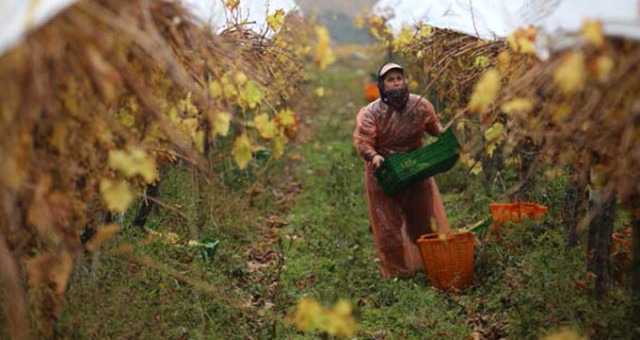 Uyguladıkları Usul ile Üzümlerin Değerini İki Katına Çıkardılar