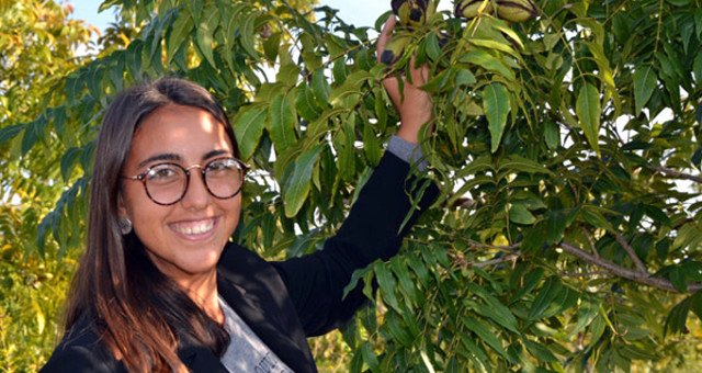 Yalnızca 14 İlde Üretimi Yapılabilen Pikan Cevizinin Kilosu 130 Liradan Satılıyor