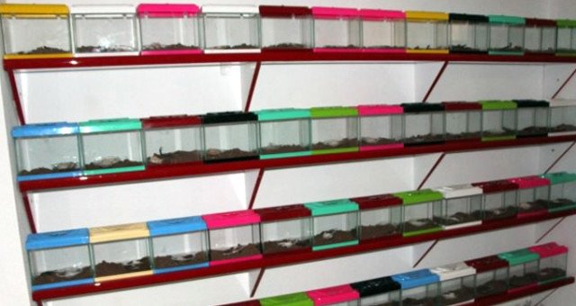 Yasa Dışı Yollarla Getirdikleri Akrepler İçin 190 Lira Fiyat Biçip İnternetten Satışa Sunuyorlar