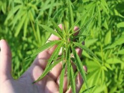 Kenevir Tarımına Özel Gübre Geliştirildi