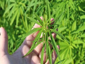 Kenevir Tarımına Özel Gübre Geliştirildi