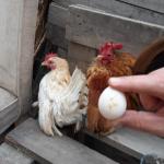 Malezya cinsi 300 gramlık tavukların çifti bin TL'ye satılıyor