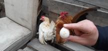 Malezya eşeysel 300 gramlık tavukların çifti bin TL’ye satılıyor